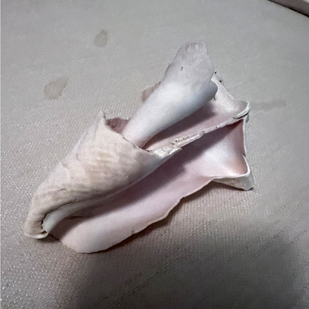 Large portion White Conch Shell - Picture 6 of 10